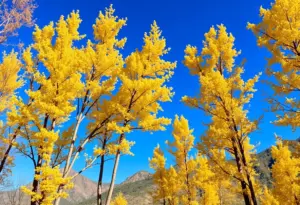 Golden aspen trees in autumn on Mount Lemmon